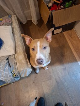 Americky staford - 3