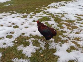 Kohúty araukana (araucana) - predaj - 3