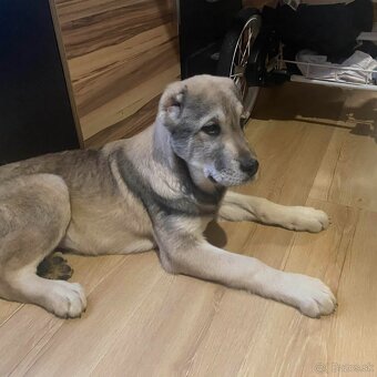 Stredoazijsky ovčaik - 3