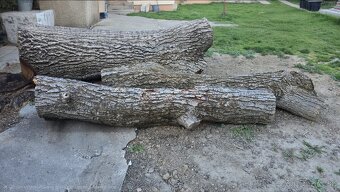 Kmeň z orecha - 3