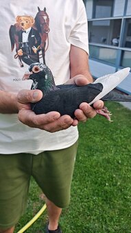 Poštové holuby - 3