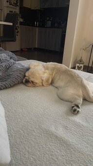 Mops (Pekinéz) - 3