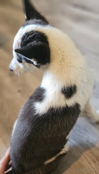 Sibírsky Husky Psík ♡ - 3