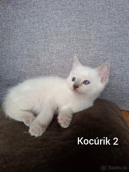 Ragdoll mačiatká na predaj - 3