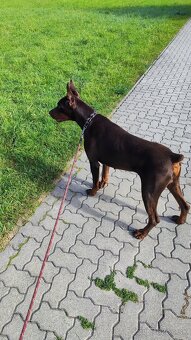Doberman - 3