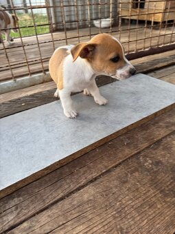 Jack Russel Terrier (Terier) - 3