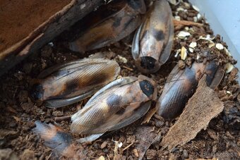 Blaberus craniifer - 3