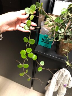 Hoya mathilde splash - 3