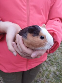 Morské prasiatko - 3