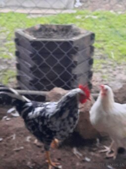 Vlaska exchanguer - 3