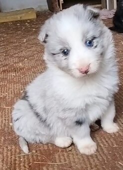 Steniatka border kolia - 3