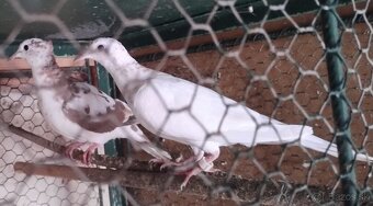 Predám chichotavé hrdličky : - 3