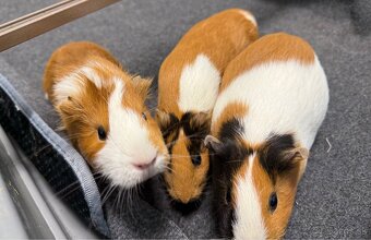 Predáme 3 morské prasiatka - 3