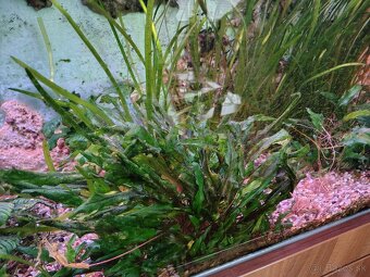 Aquarium - 3
