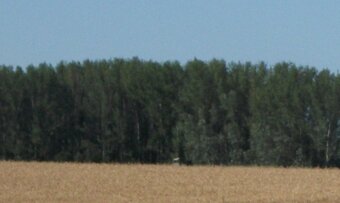 Predaj lesného pozemku - 3