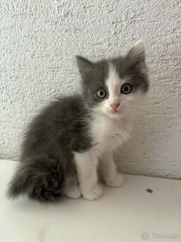 Ragdoll s britským bicolor mačiatka - 3