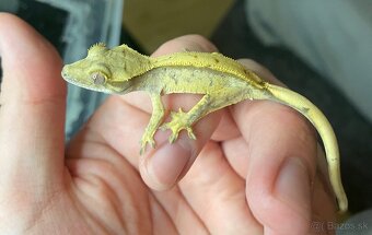 Pagekón Riasnatý - 3