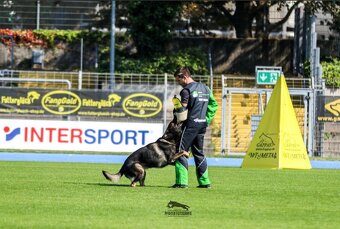 Nemecký ovčiak s PP - 3