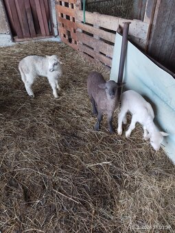 Predám jatočne jahňata - 3