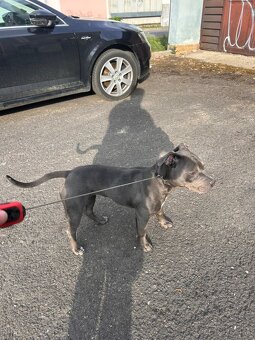American bully štandard - 3