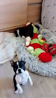 Boston Terrier,Bostonský Terier,Boston - 3