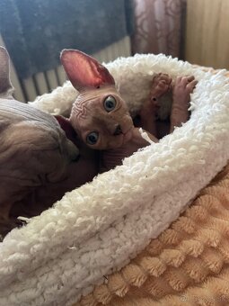 Sphynx - 3