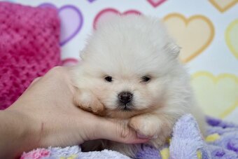 Pomeranian s PP - 3