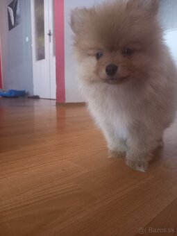 Predám pomerania - 3