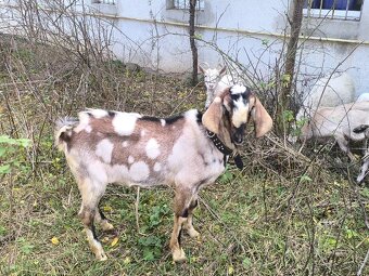 Anglonubijsky podielovy Capko pripustanie,predaj - 3