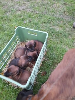 Bavorský Farbiar - 3