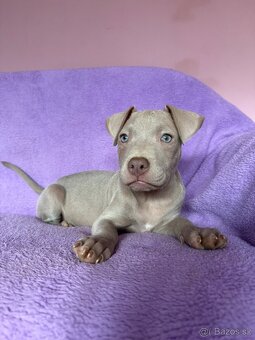 Americký pitbulterier s PP silverfawn rarita - 3