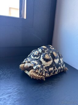 Suchozemské korytnačky - 3