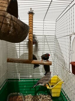 Zebrička austrálska - 3