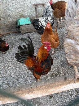 Predám kohútov - 3