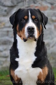 Veľký švajčiarsky salašnícky pes - 3