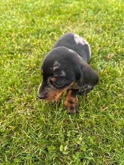 Jazvečík krátkosrsty - 3