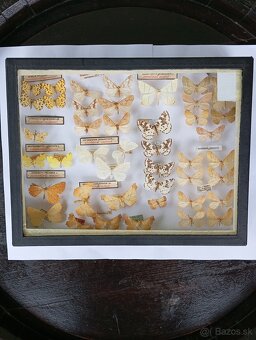 Krásna zbierka Motýľov 2 - 3