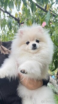 Pomeranian - 3