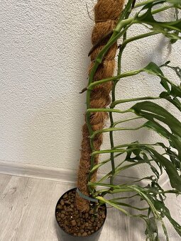 Monstera Adansonii Indonesian Marbled (celá rastlina) - 3