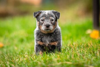 Australský dobytkarský pes s PP, ACD - 3