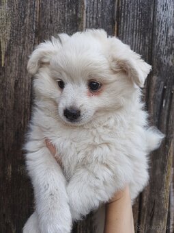 Darujem šteniatka krížencov Nemeckého špica - 3