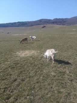 Predám šteňa Pyrenejského horského psa - 3