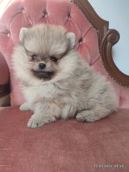 Pomeranian s PP - 3