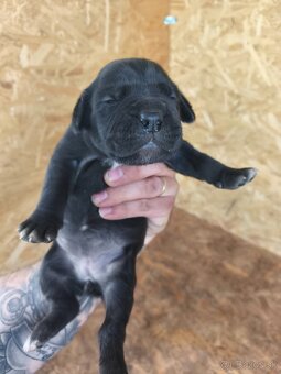 Šteniatka Cane Corso - 3