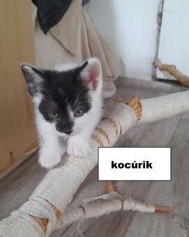 Darujem mačiatka - 3