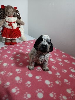 Anglický kokerspaniel - 3