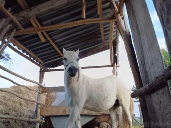 Predám poníka - 3