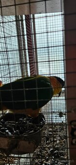 Amazonik Čiernotemenny - 3