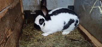 Predám králiky 2 samice - 3