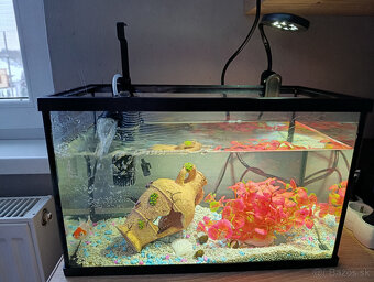 akvárium - kompet aj s rybičkami - 3